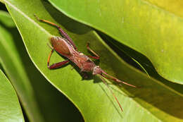 Image of brown bean bug