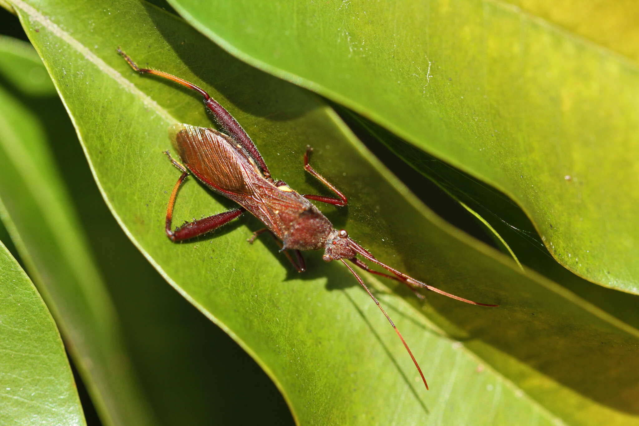 Image of brown bean bug