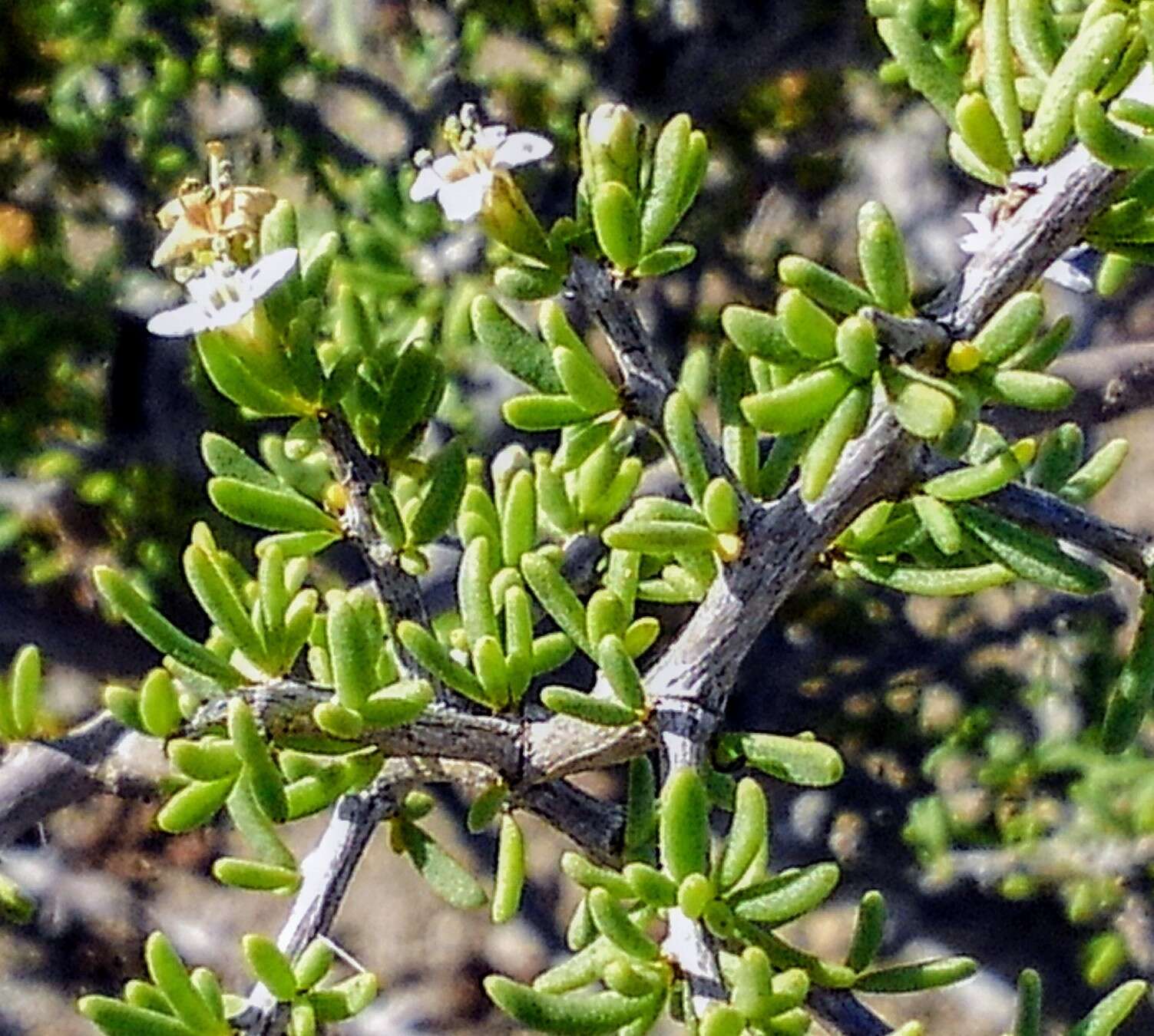 Image of California desert-thorn