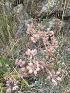 Image of woollyfruit desertparsley
