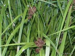 Image of Cyperus ustulatus A. Rich.