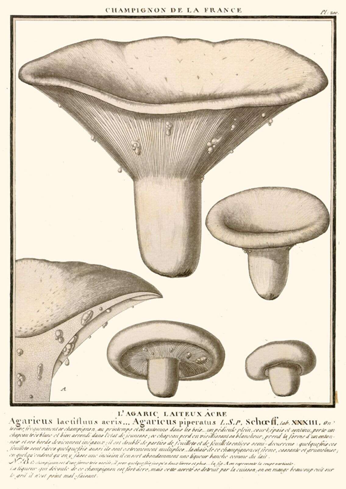 Image of Lactarius piperatus (L.) Pers. 1797