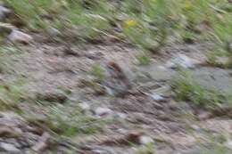Sivun Spizella passerina passerina (Bechstein 1798) kuva