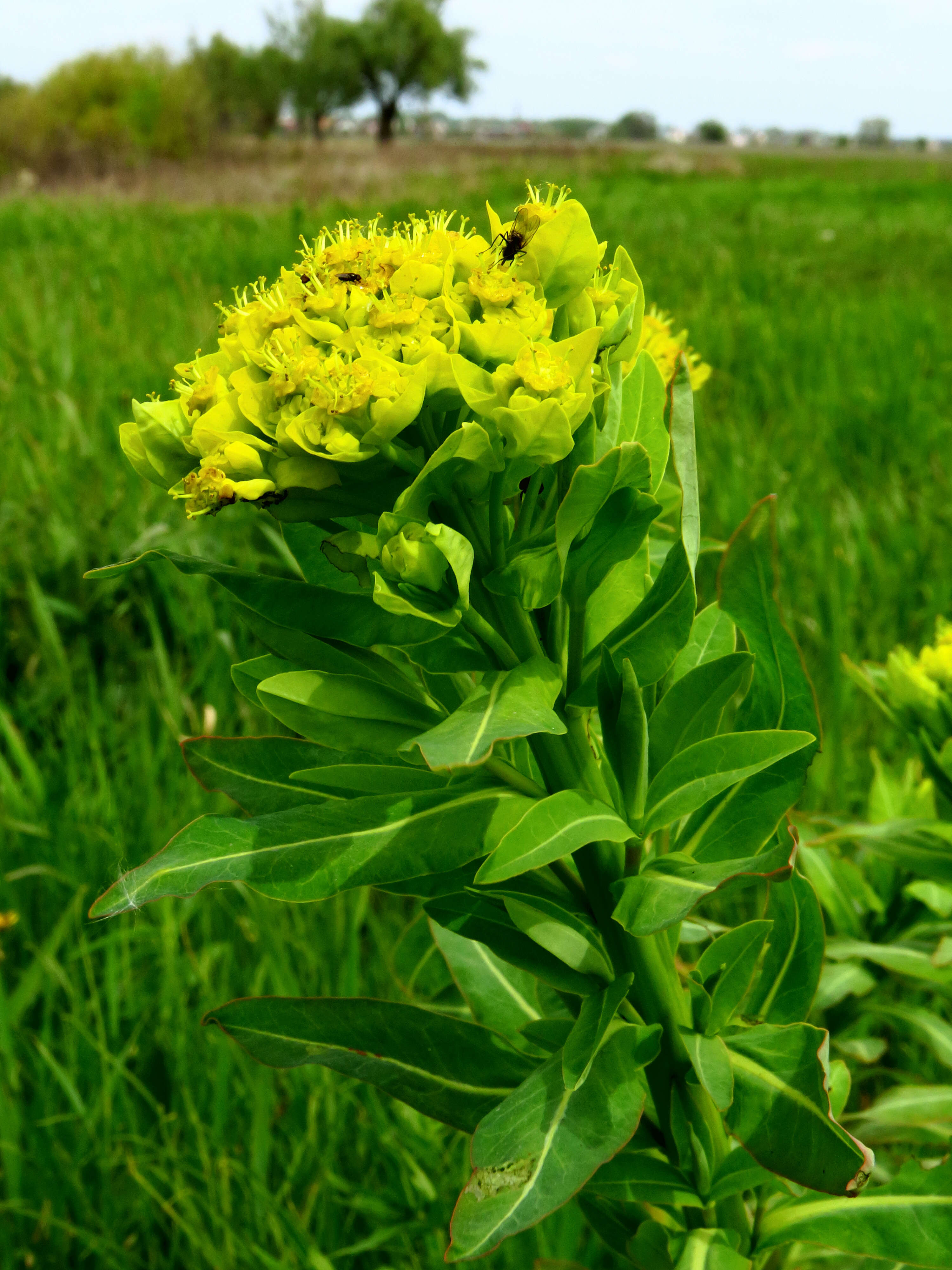 Image of Marsh Spurge