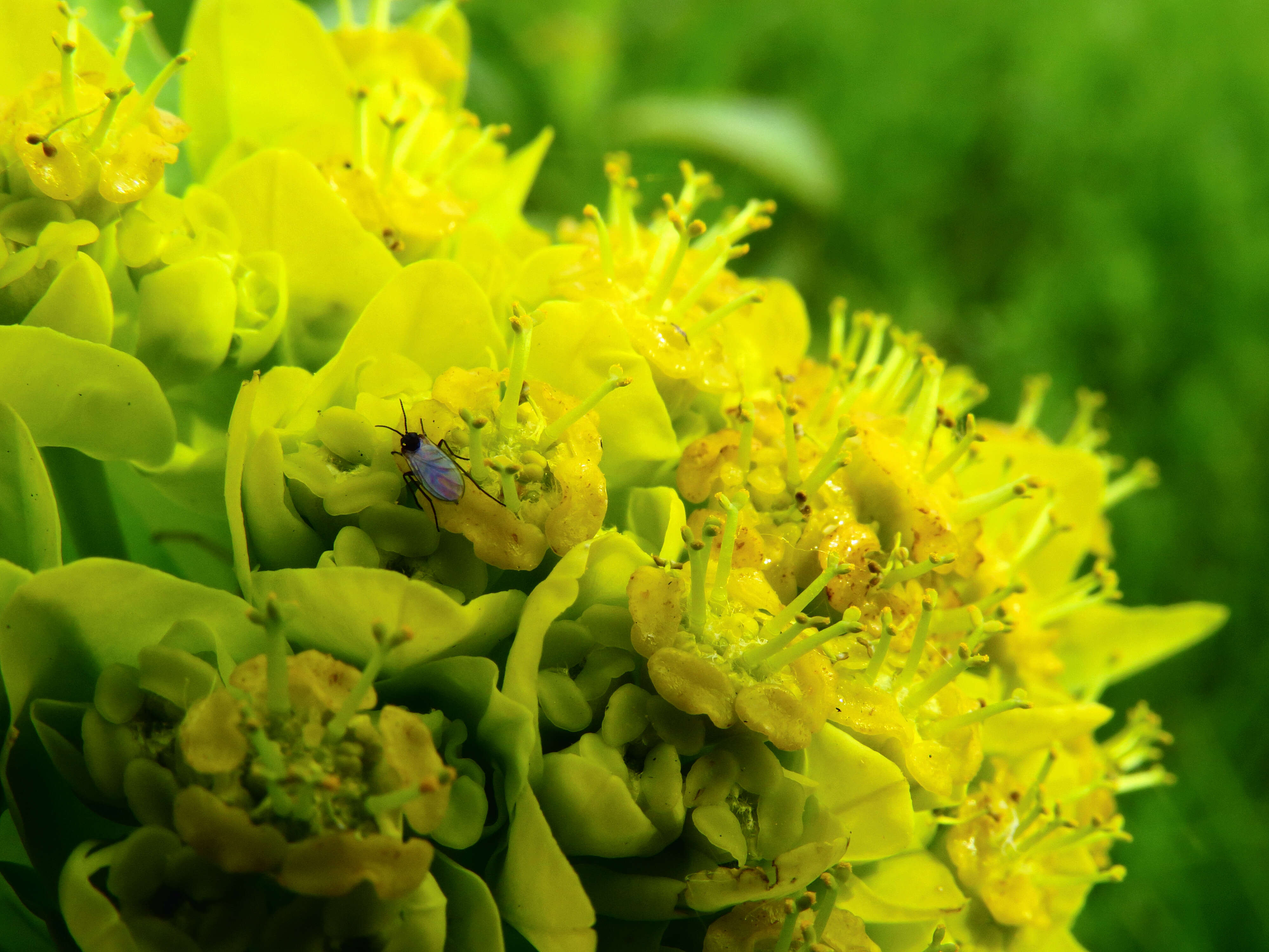 Image of Marsh Spurge