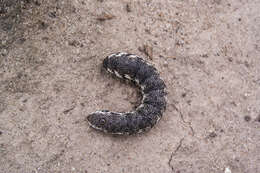 Image of Willowherb Hawkmoth