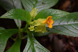 Image of Chrysothemis friedrichsthaliana (Hanst.) H. E. Moore