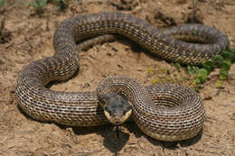 Image of East-Four-lined Ratsnake