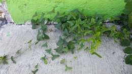 Smilax aristolochiifolia Mill. resmi