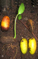 Image of Ochrosia fatuhivensis Fosberg & Sachet