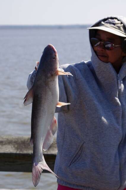 Image of Blue catfish