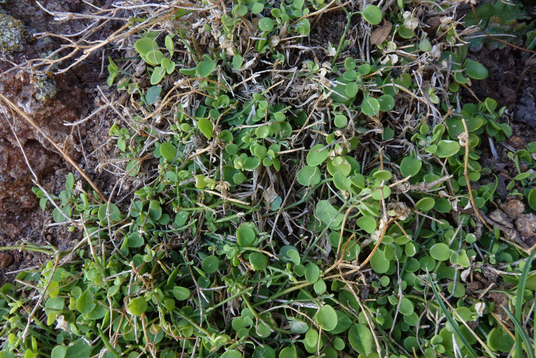 Image of Chenopodium allanii Aellen