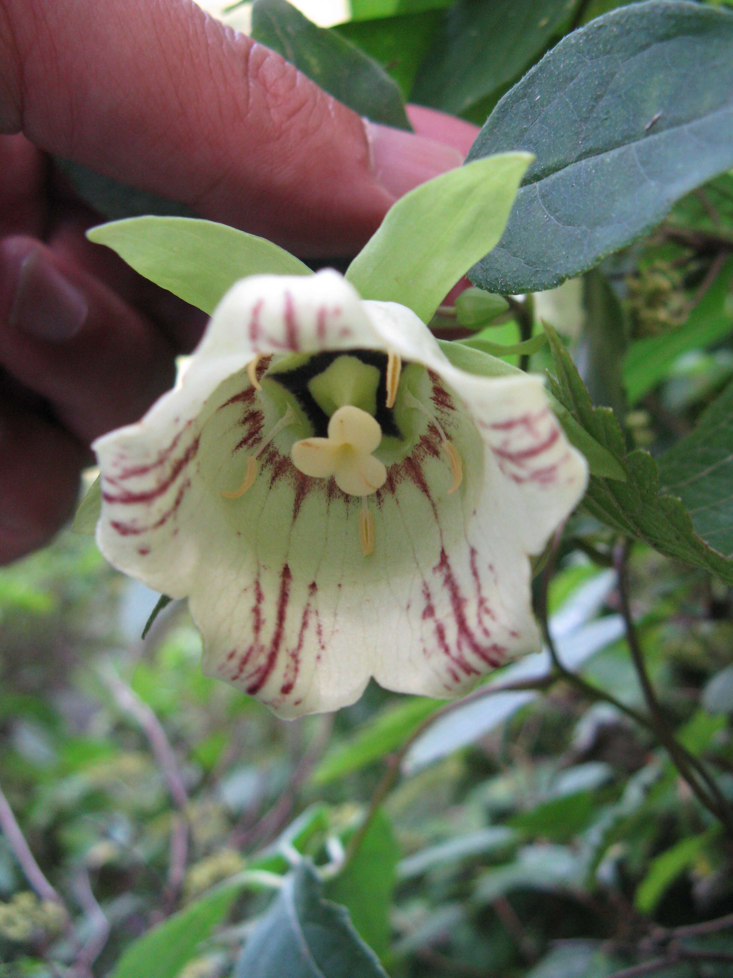 Codonopsis lanceolata (Siebold & Zucc.) Benth. & Hook. fil. ex Trautv. resmi