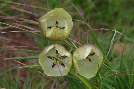 Sivun Pachycarpus campanulatus (Harv.) N. E. Br. kuva