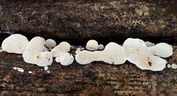 Image of Perenniporia ohiensis (Berk.) Ryvarden 1972