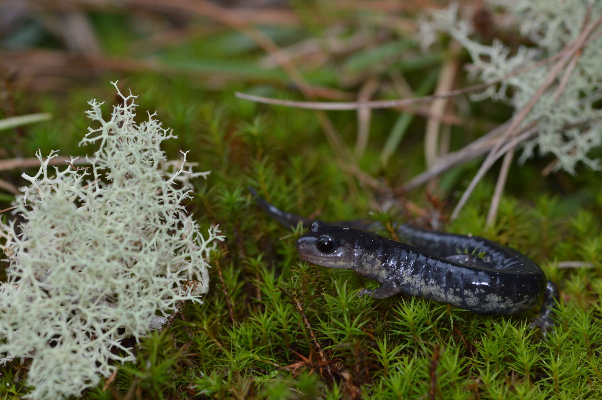 Plethodon chlorobryonis Mittleman 1951 resmi