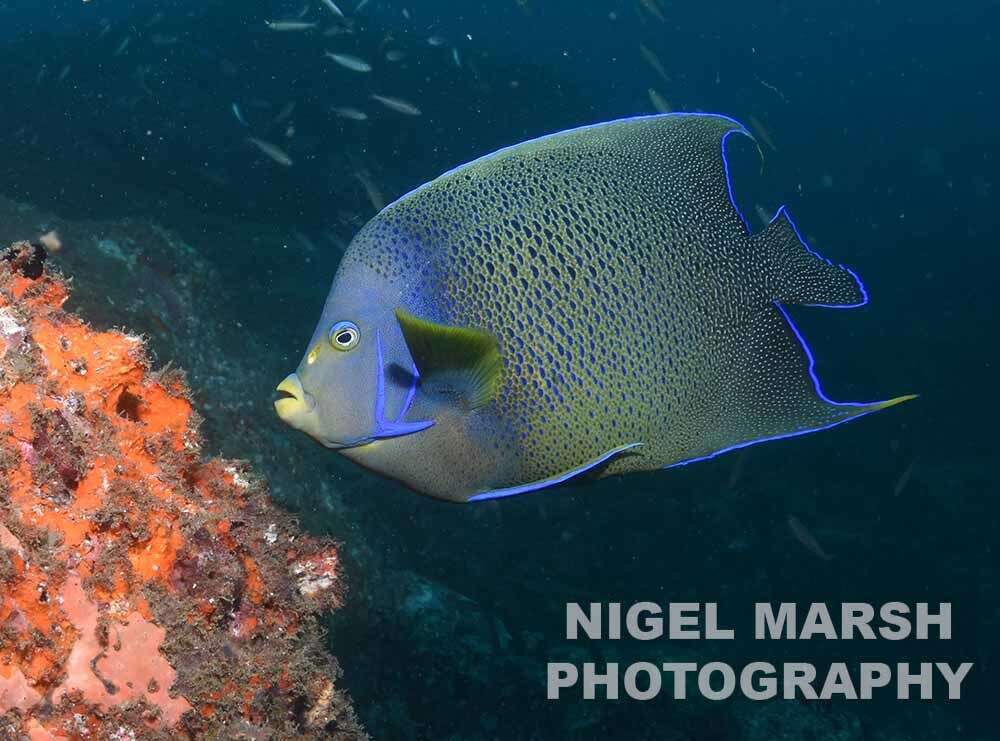 Image of Half-circled Angelfish