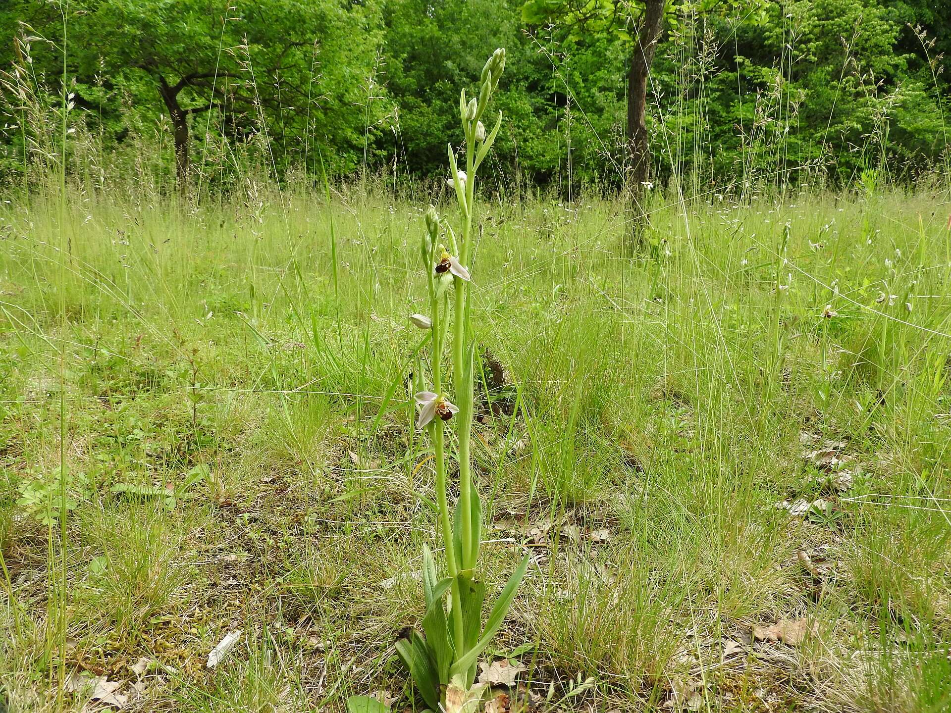 Image of Bee orchid