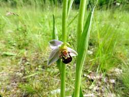 Image of Bee orchid