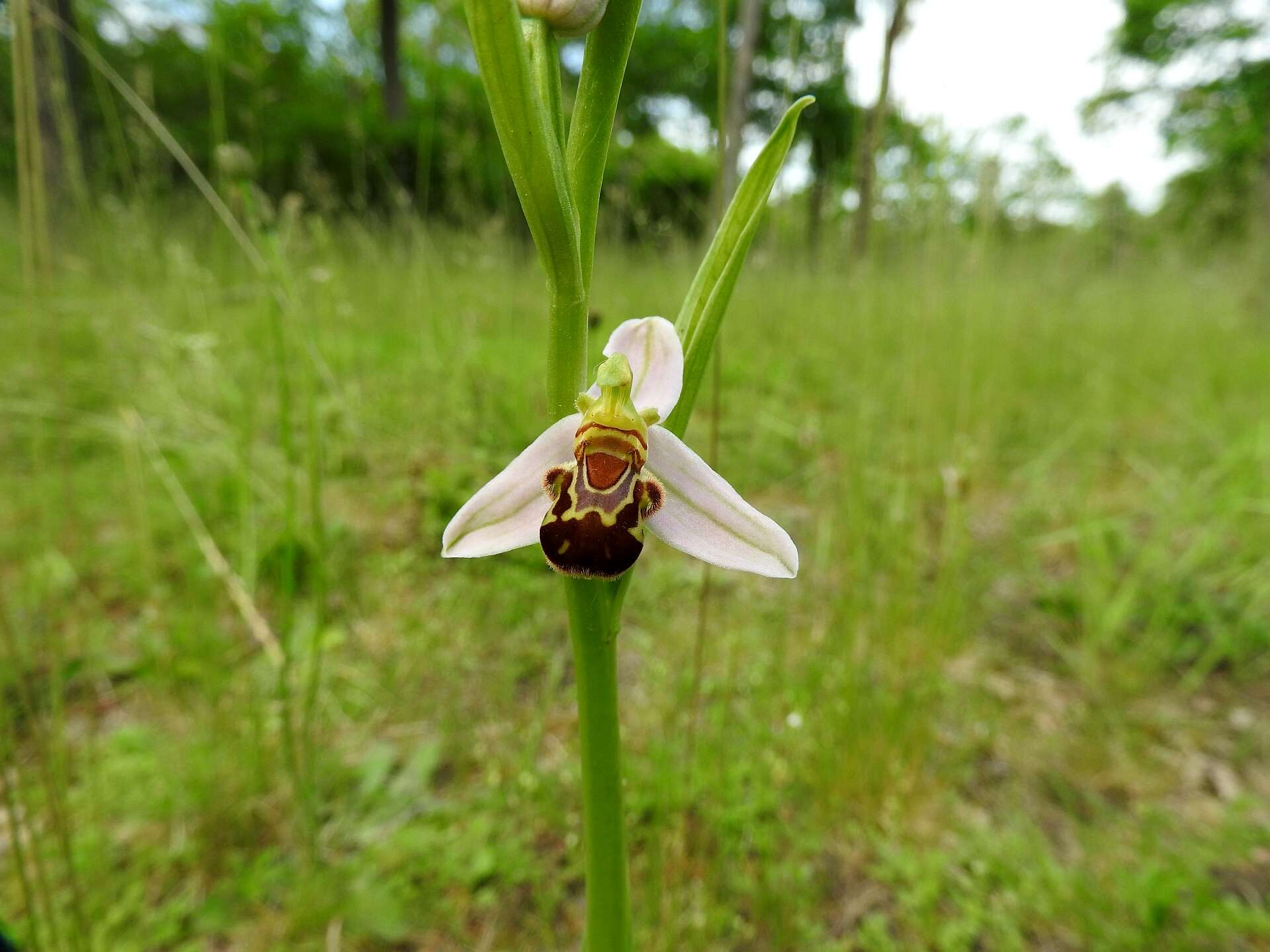 Image of Bee orchid