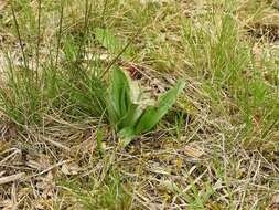 Image of Bee orchid