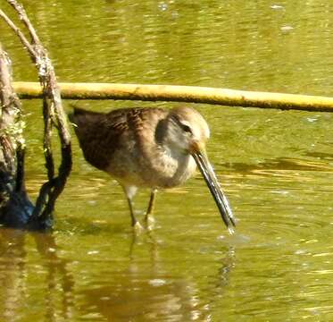 Image of Dowitcher