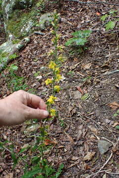 Image of showy goldenrod