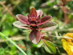 Image of Large Thyme