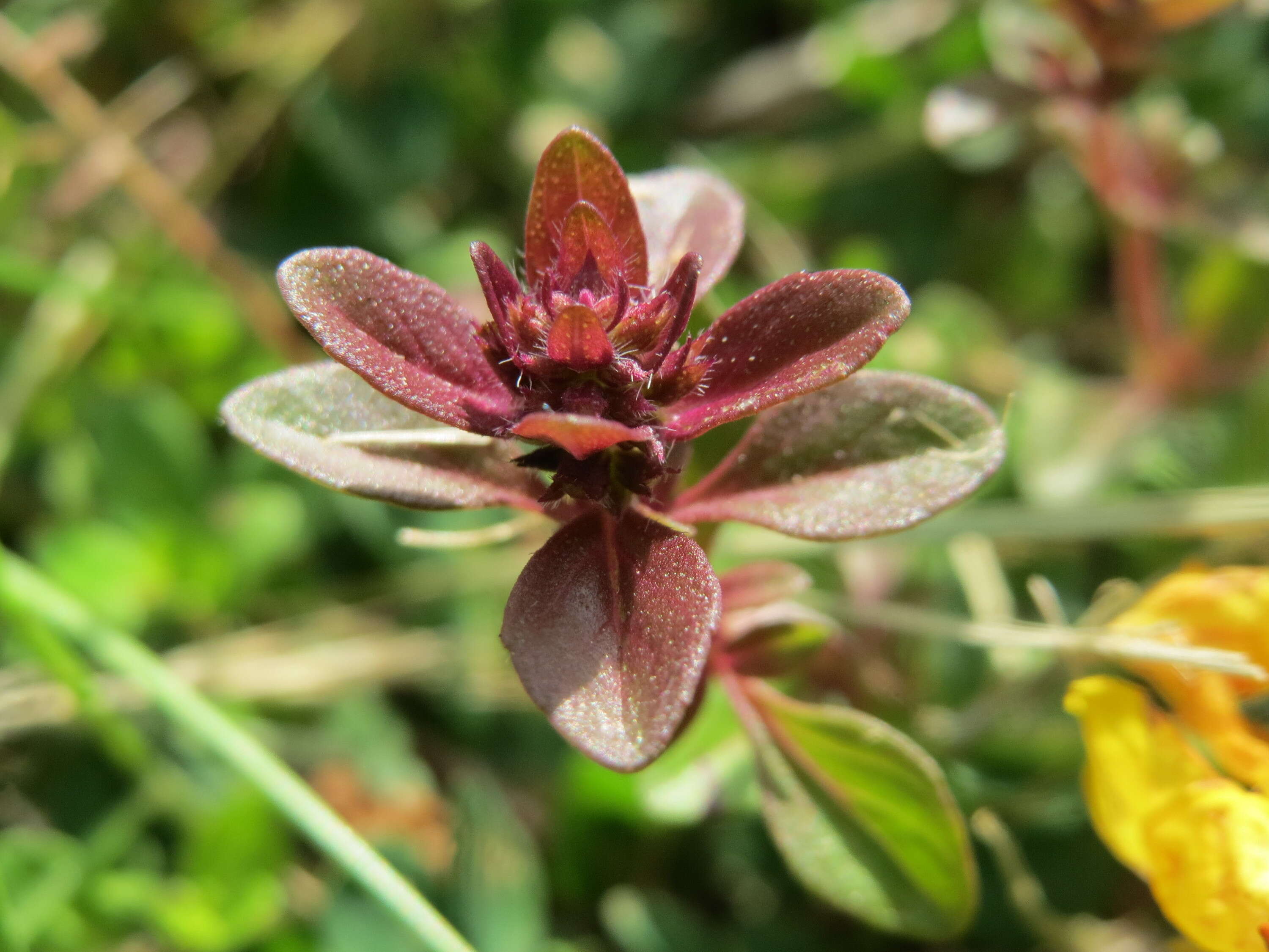 Image of Large Thyme