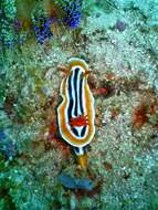 Image de Chromodoris magnifica (Quoy & Gaimard 1832)