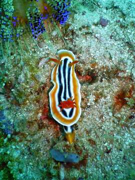 Image de Chromodoris magnifica (Quoy & Gaimard 1832)