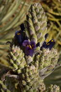 Image of Puya coerulea var. coerulea