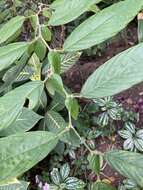 Image of Phyllodium longipes (Craib) Schindl.