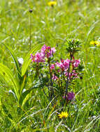 Image of Hairy Alpenrose