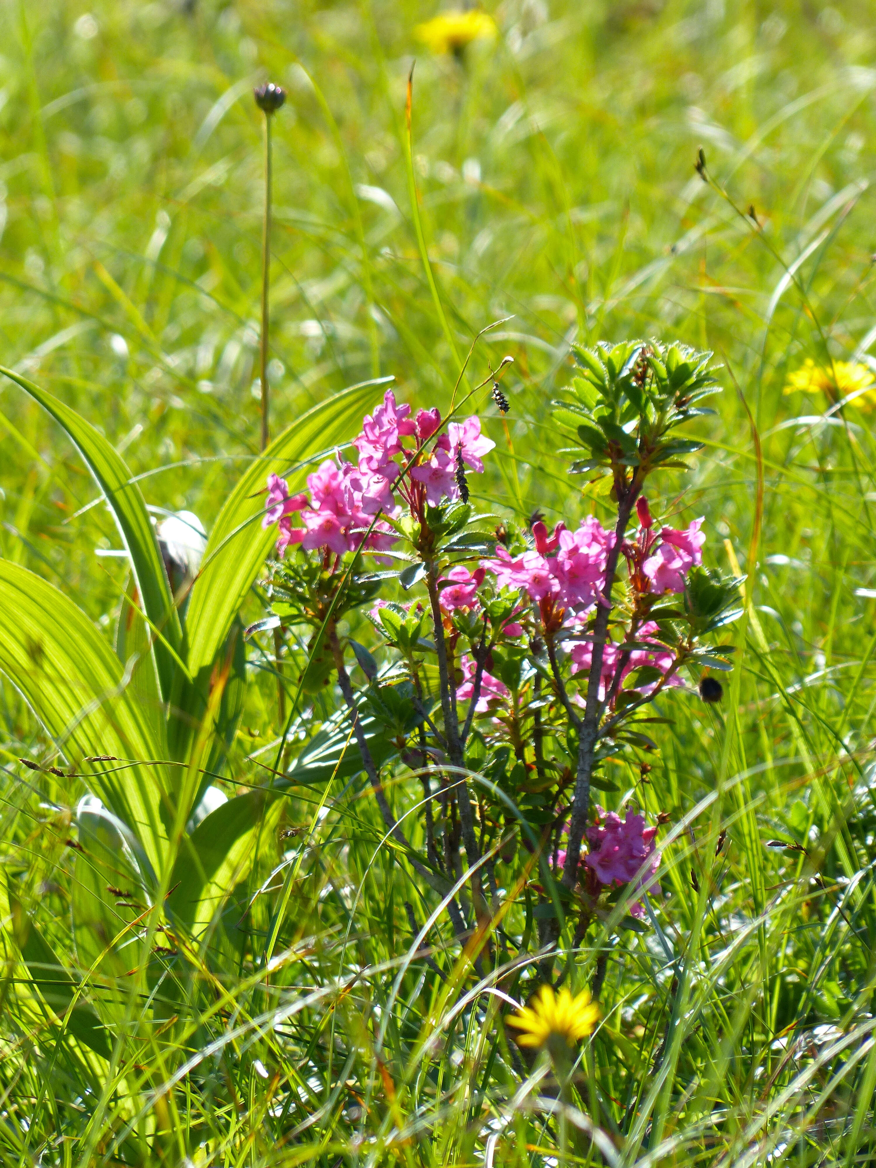 Image of Hairy Alpenrose