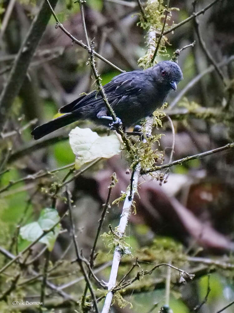 Image of Dusky Tit