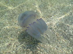 Image of barrel jellyfish