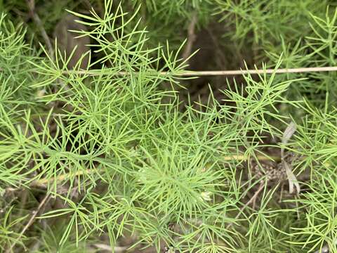 Image of Asparagus minutiflorus (Kunth) Baker