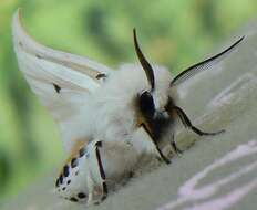 Image of white ermine