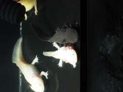 Imagem de Ambystoma mexicanum (Shaw & Nodder 1798)