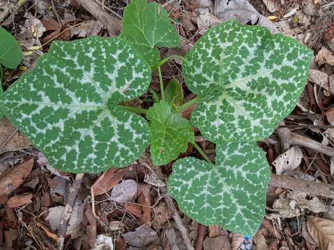 Image of Buttercup Squash