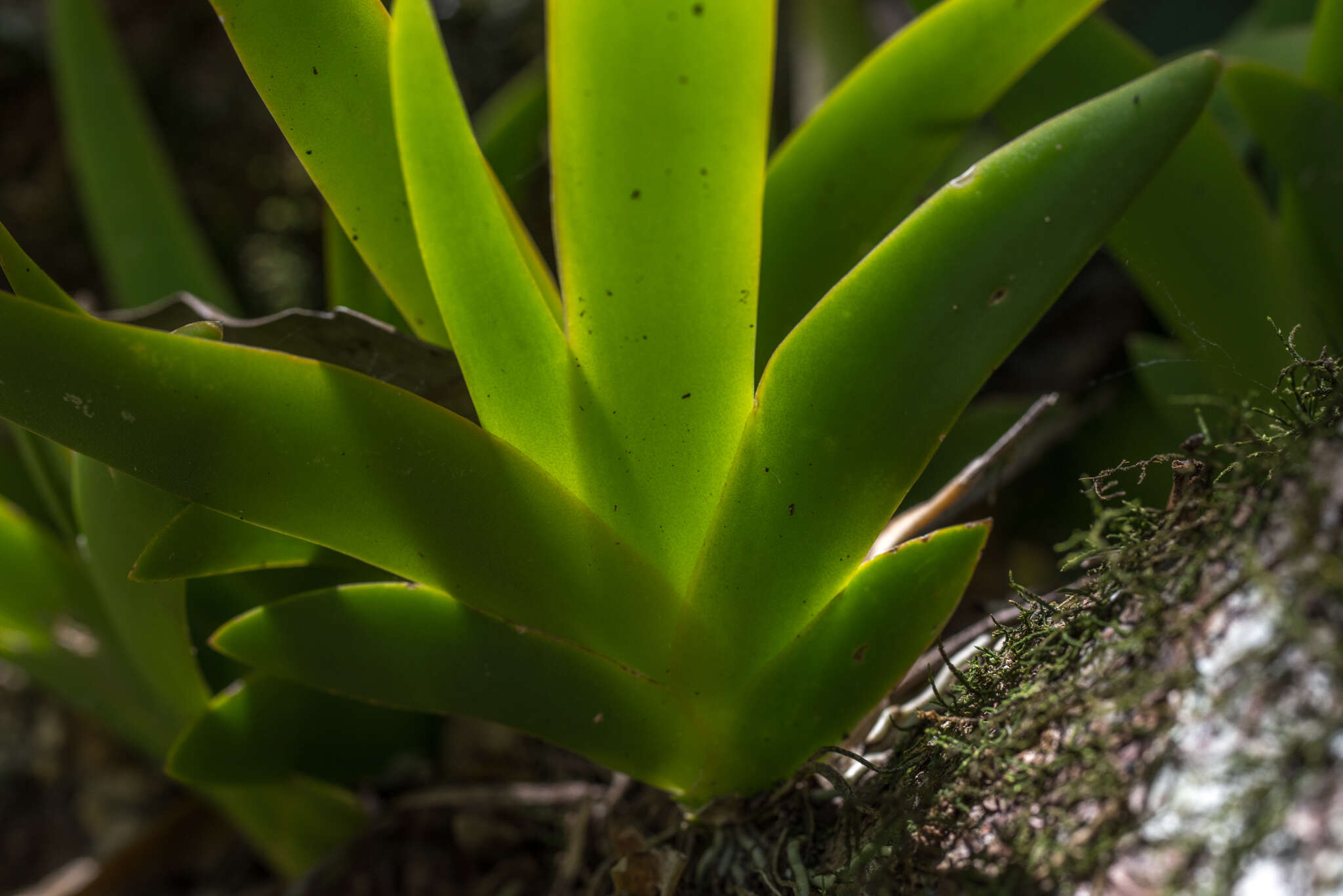 Image of Southern green fairy orchid