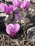 Image of Cyclamen graecum subsp. graecum