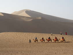 Image of Bactrian camel