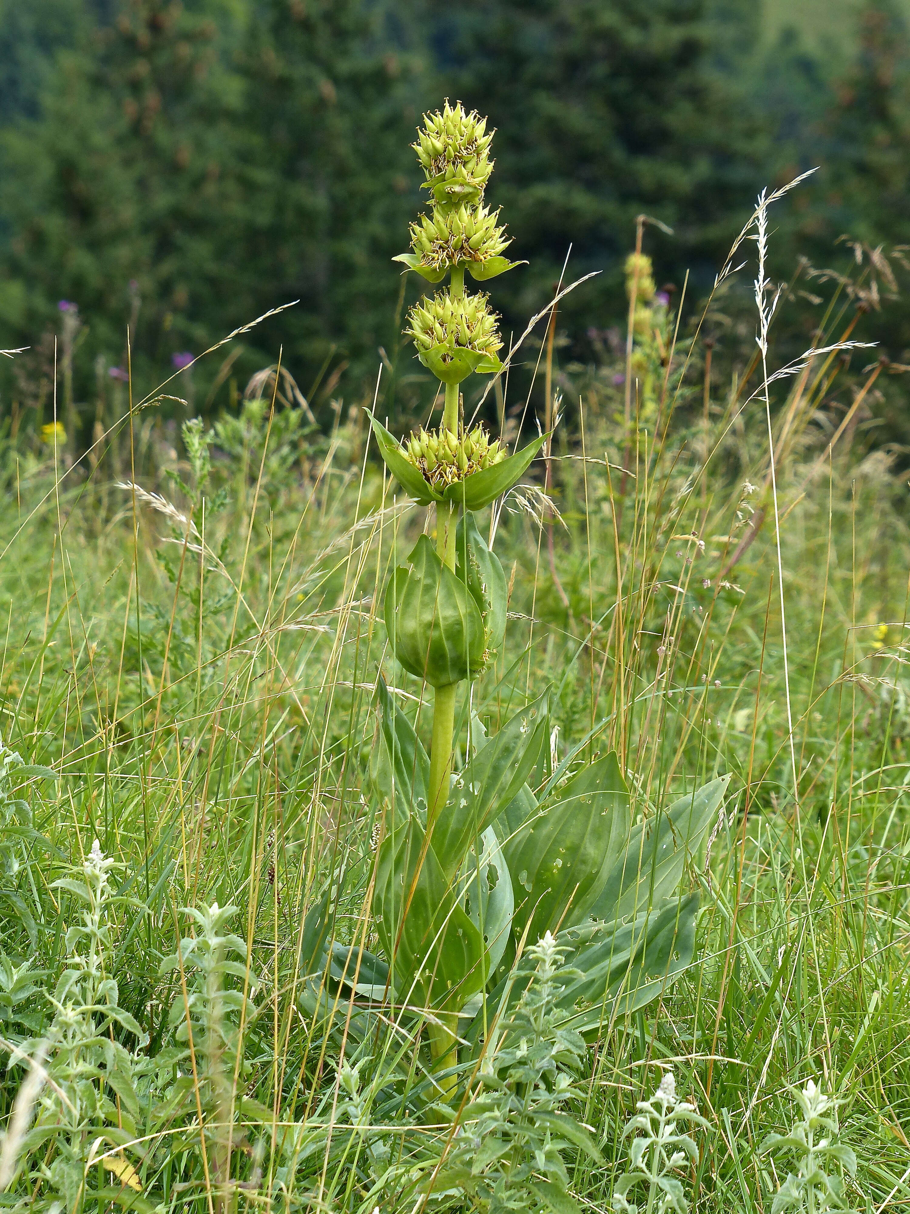 Image of bitter root