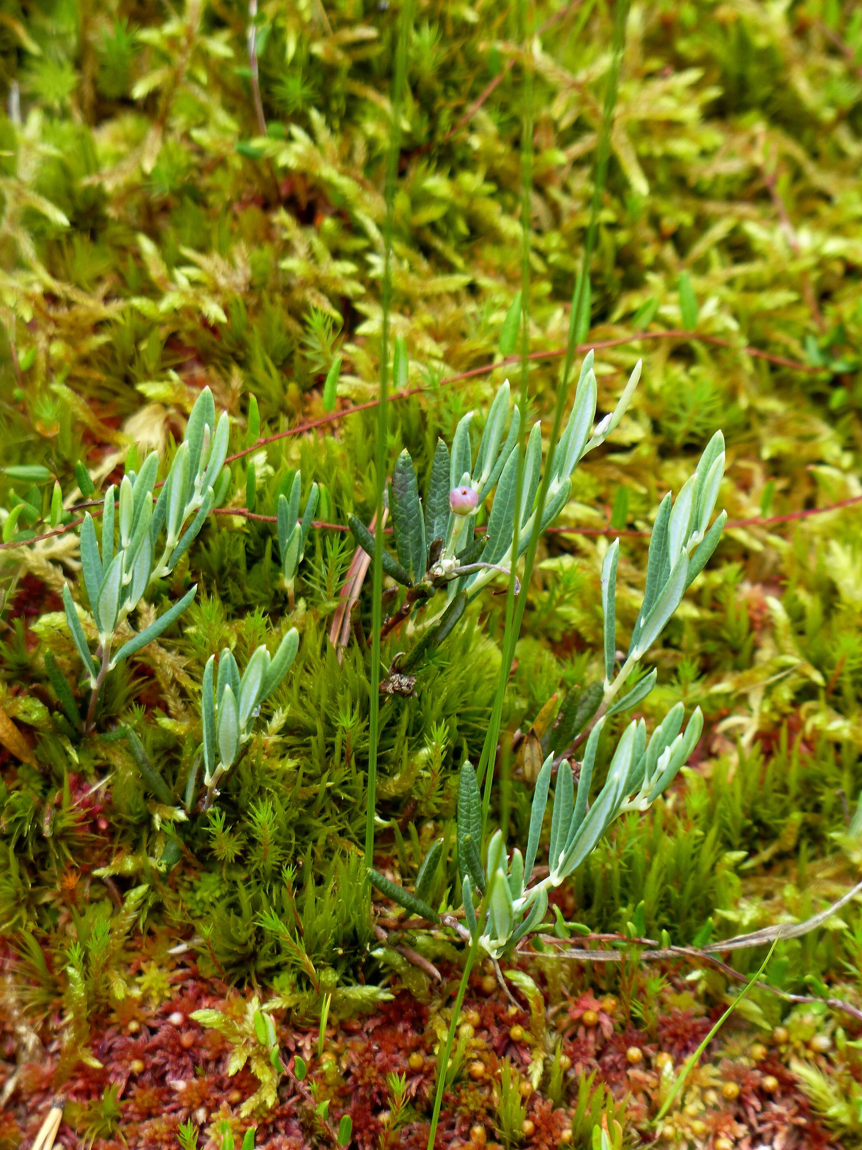 Image of bog rosemary