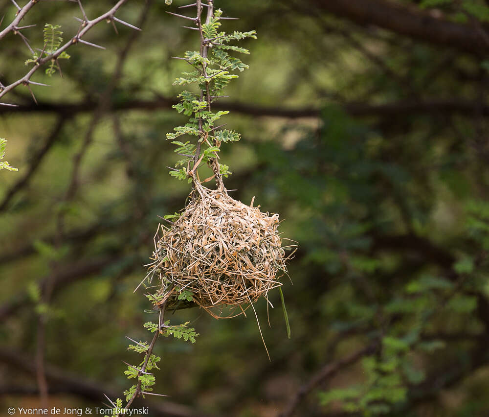 Image de Tisserin des palmiers