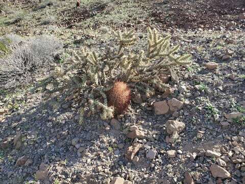 Image of buckhorn cholla