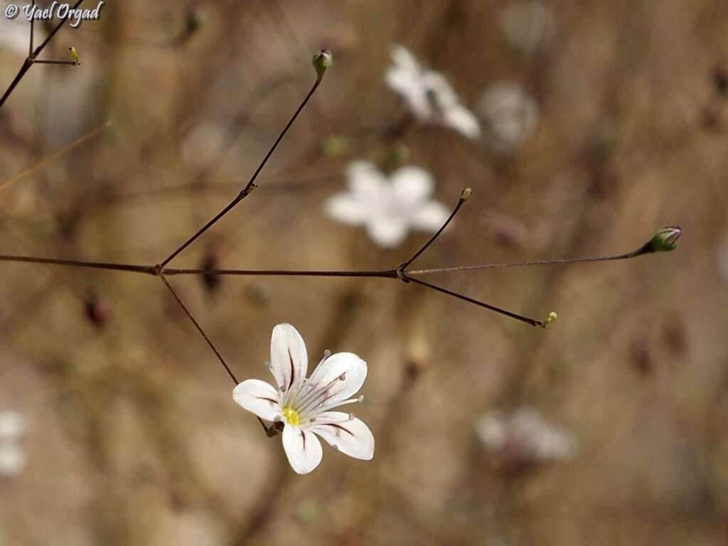 Слика од Gypsophila capillaris (Forsk.) C. Chr.