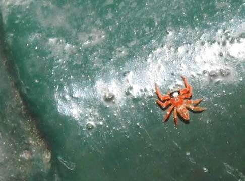 Image of Jumping spider